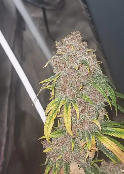 Chem 91 F4 (Regular Seeds)