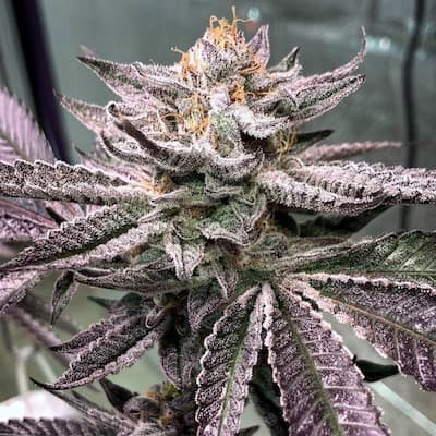 Don Mega (Regular Seeds)