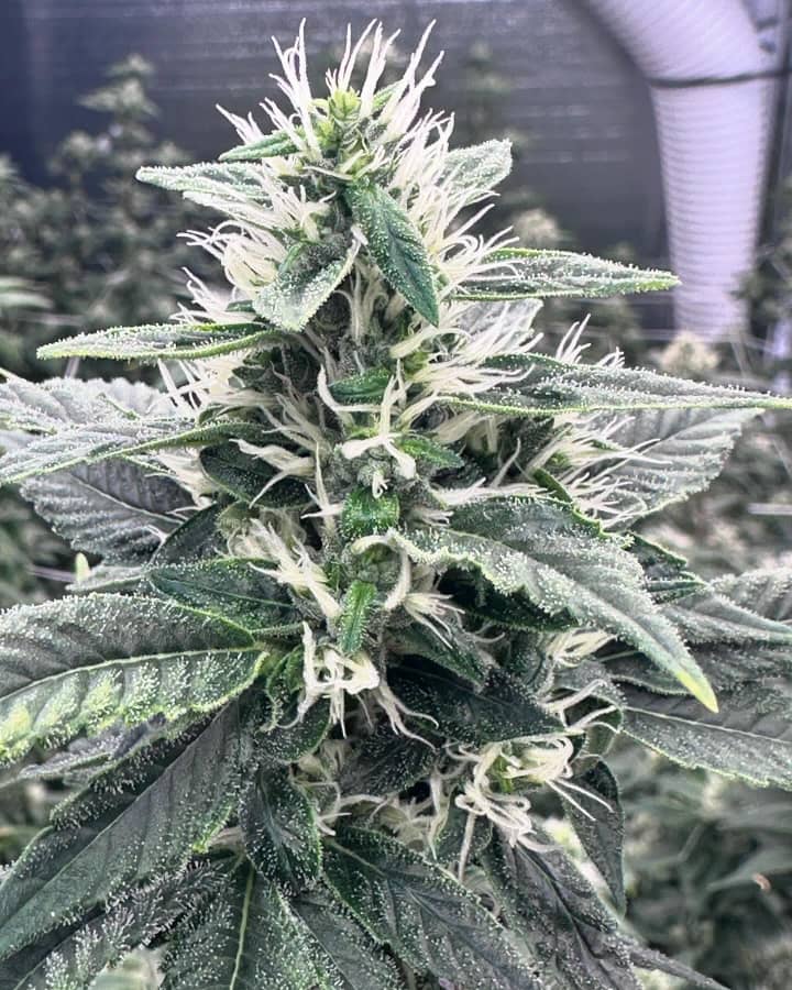 Sour Diesel - Image 2