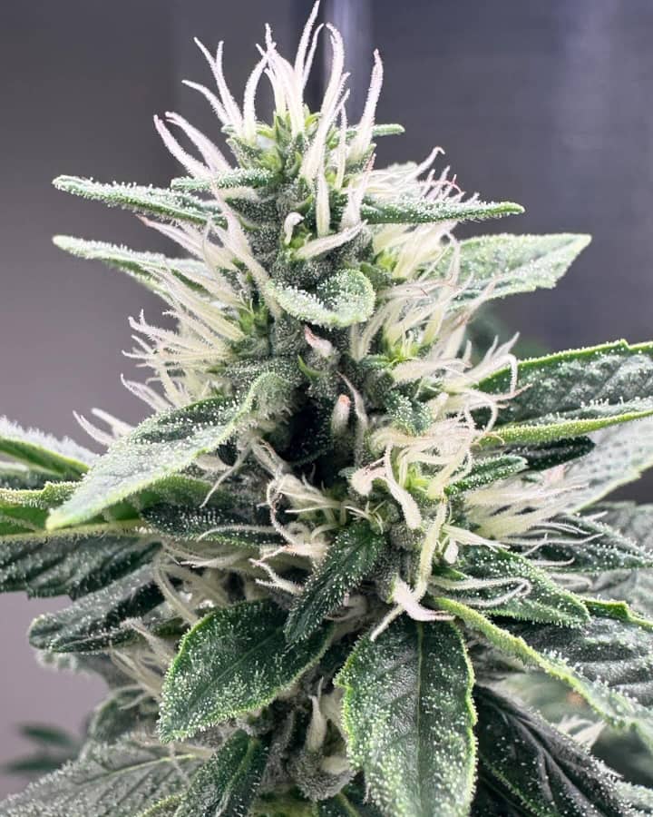 Sour Diesel