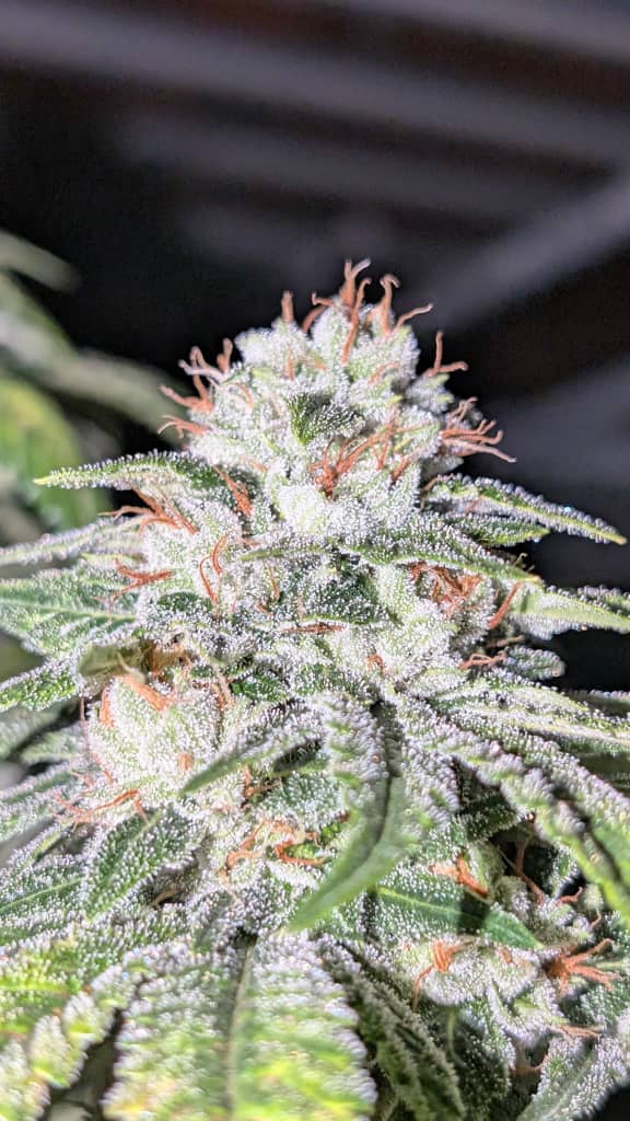 Sour Diesel BX3
