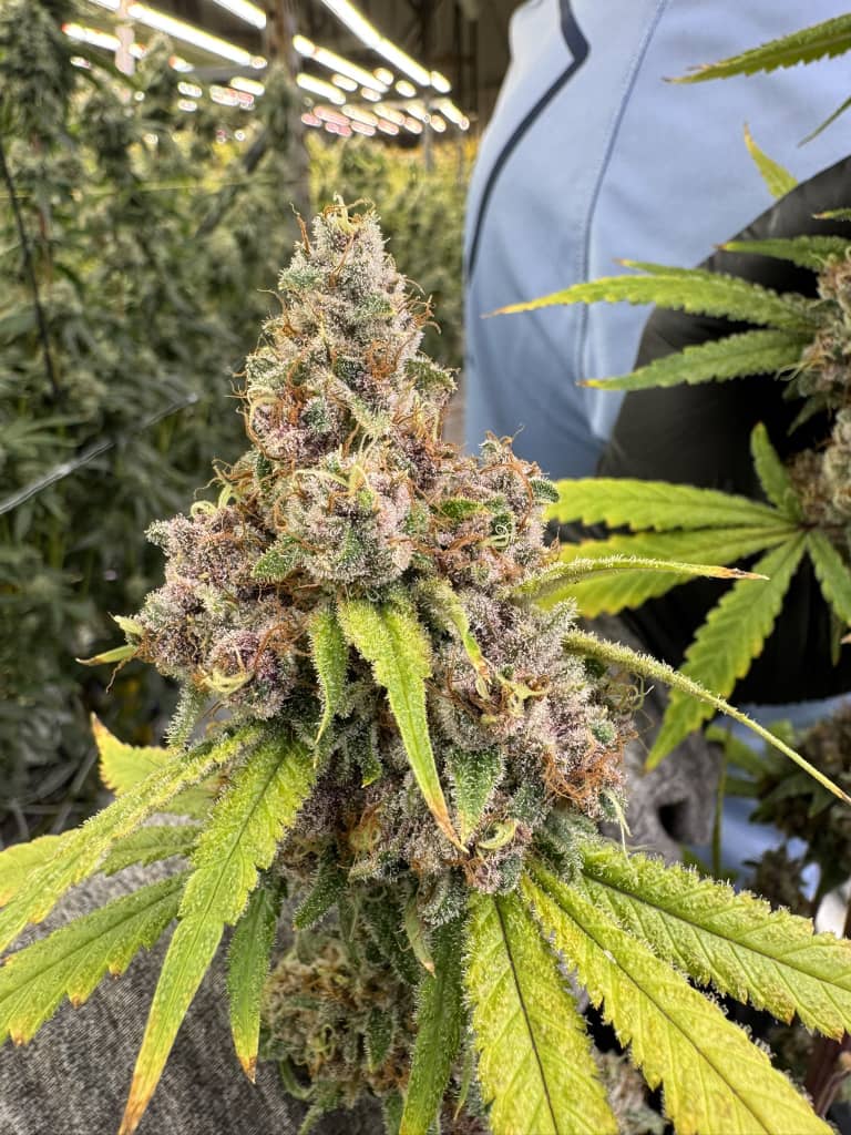 Sweet Tartz