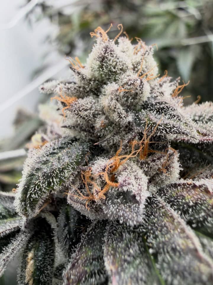 Pink Certz (The Menthol x Grape Gasoline)