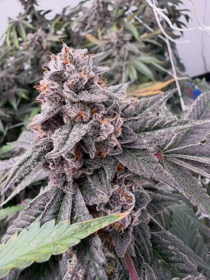 Pink Certz (The Menthol x Grape Gasoline)