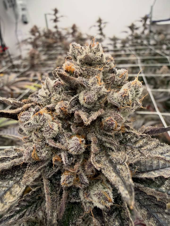 Purple Ice Water (Ice Cream Cake x Grape Cream Cake)