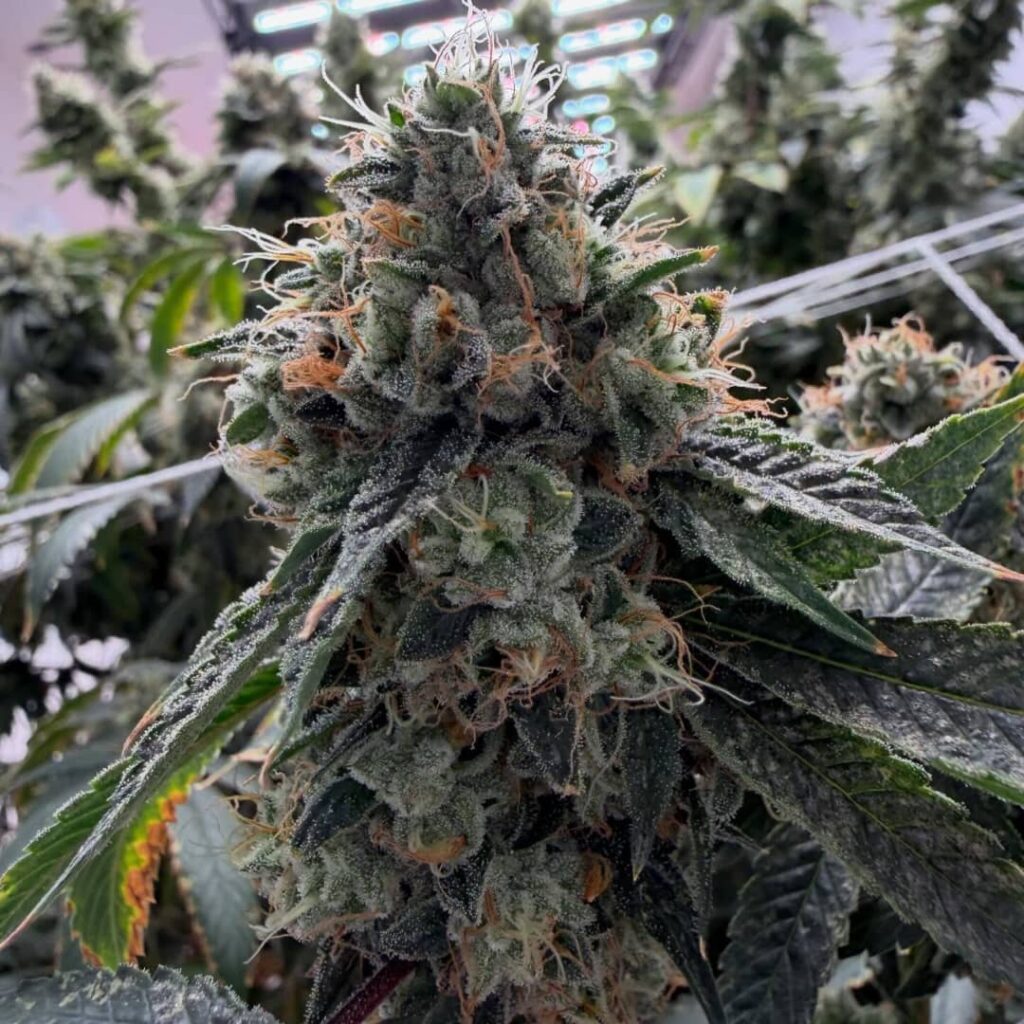 Motorbreath (Chemdog x SFV OG)