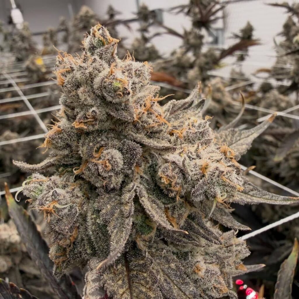 Strawberry Lobster #9 (Strawberry Cough x Blue Lobster)
