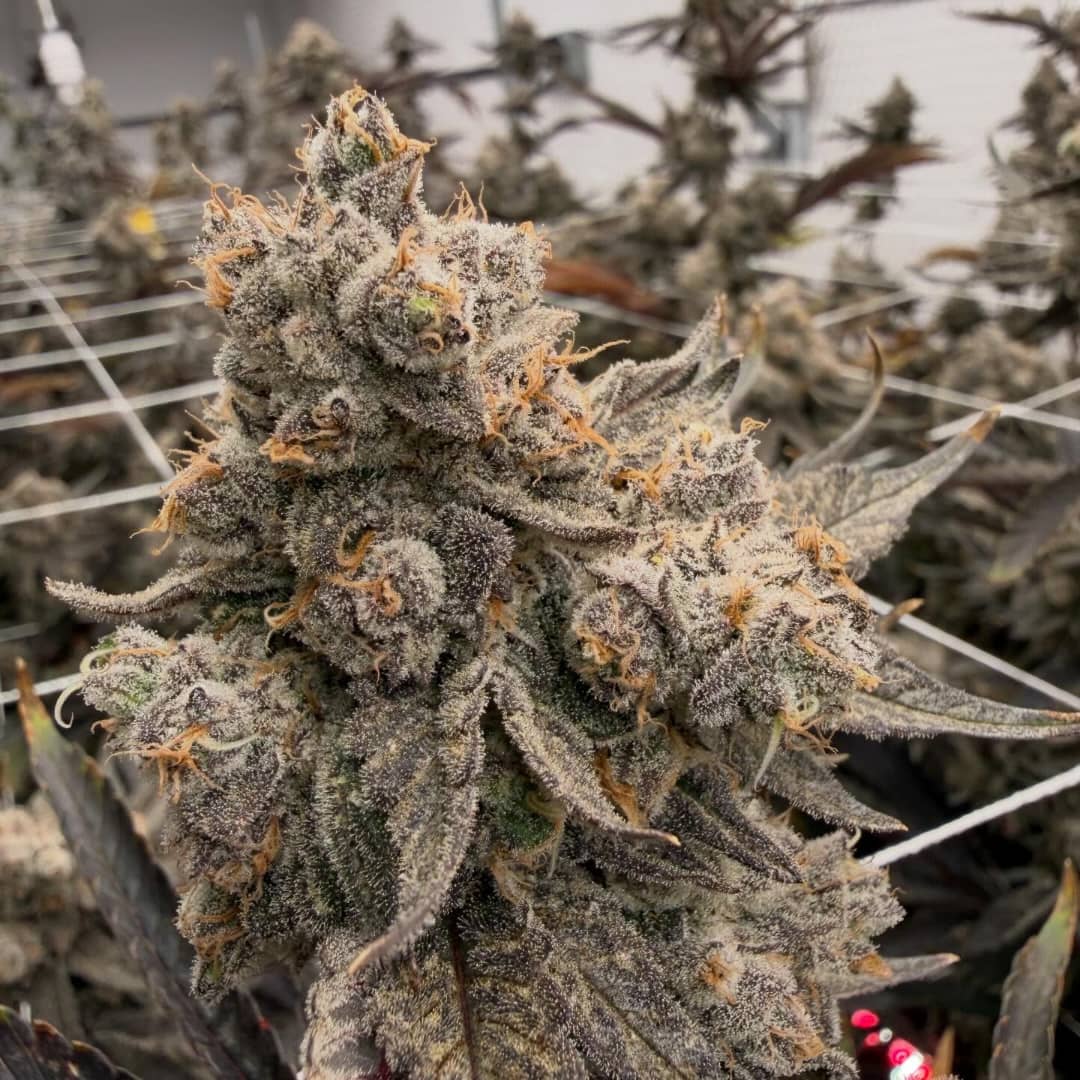 Strawberry Lobster #9 (Strawberry Cough x Blue Lobster)