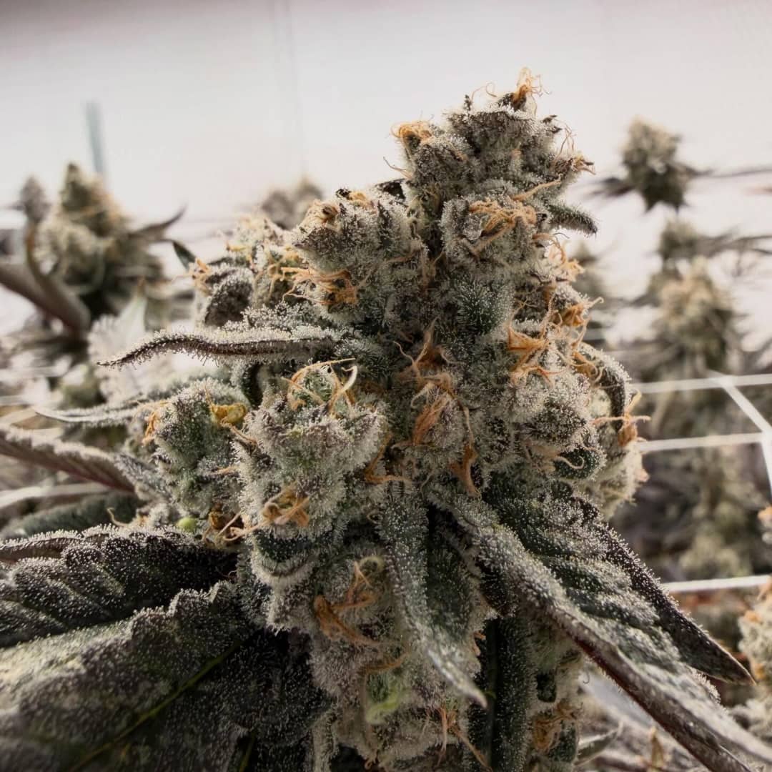 Strawberry Lobster #9 (Strawberry Cough x Blue Lobster) - Image 2
