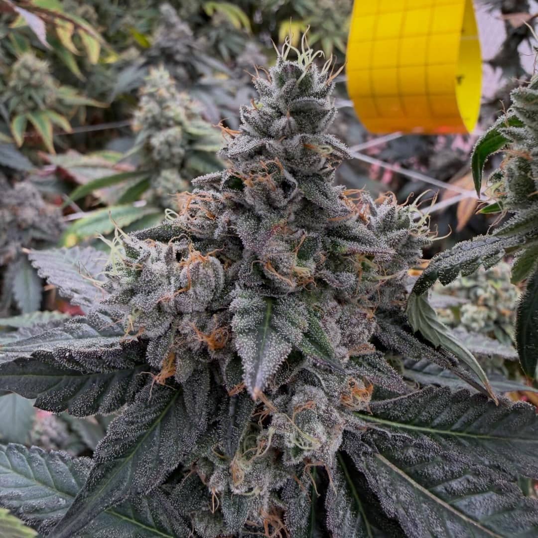Blackwater OG (Mendo Purps x SFV OG) - Image 2