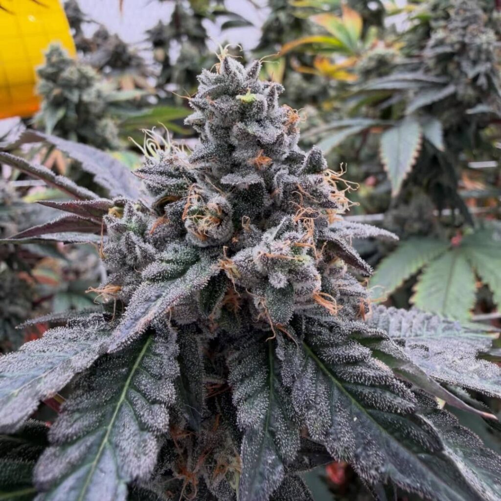 Blackwater OG (Mendo Purps x SFV OG)