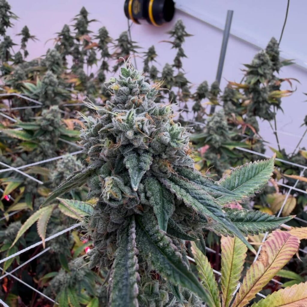 BTY OG (Better Than Your OG)