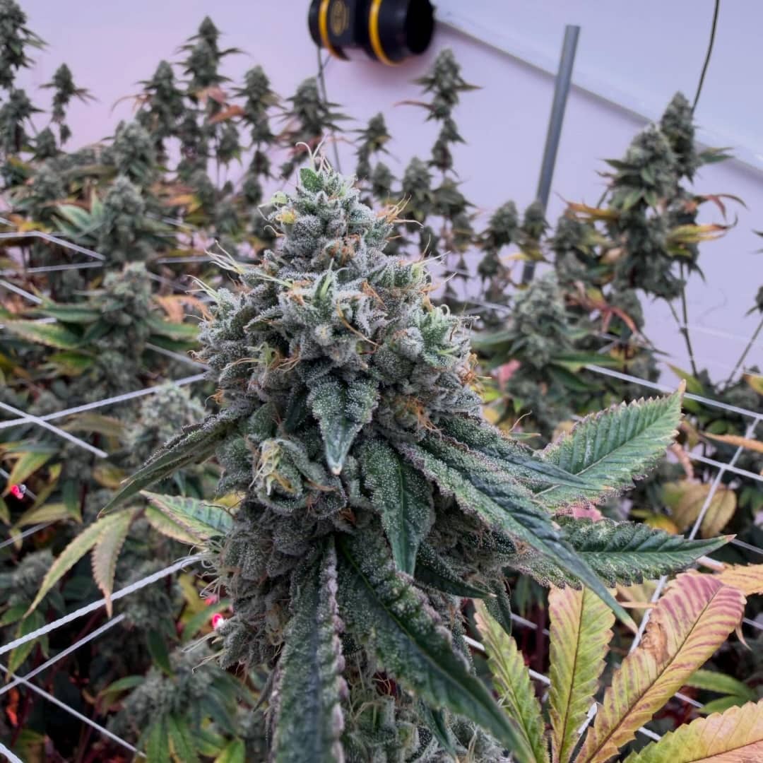 BTY OG (Better Than Your OG)