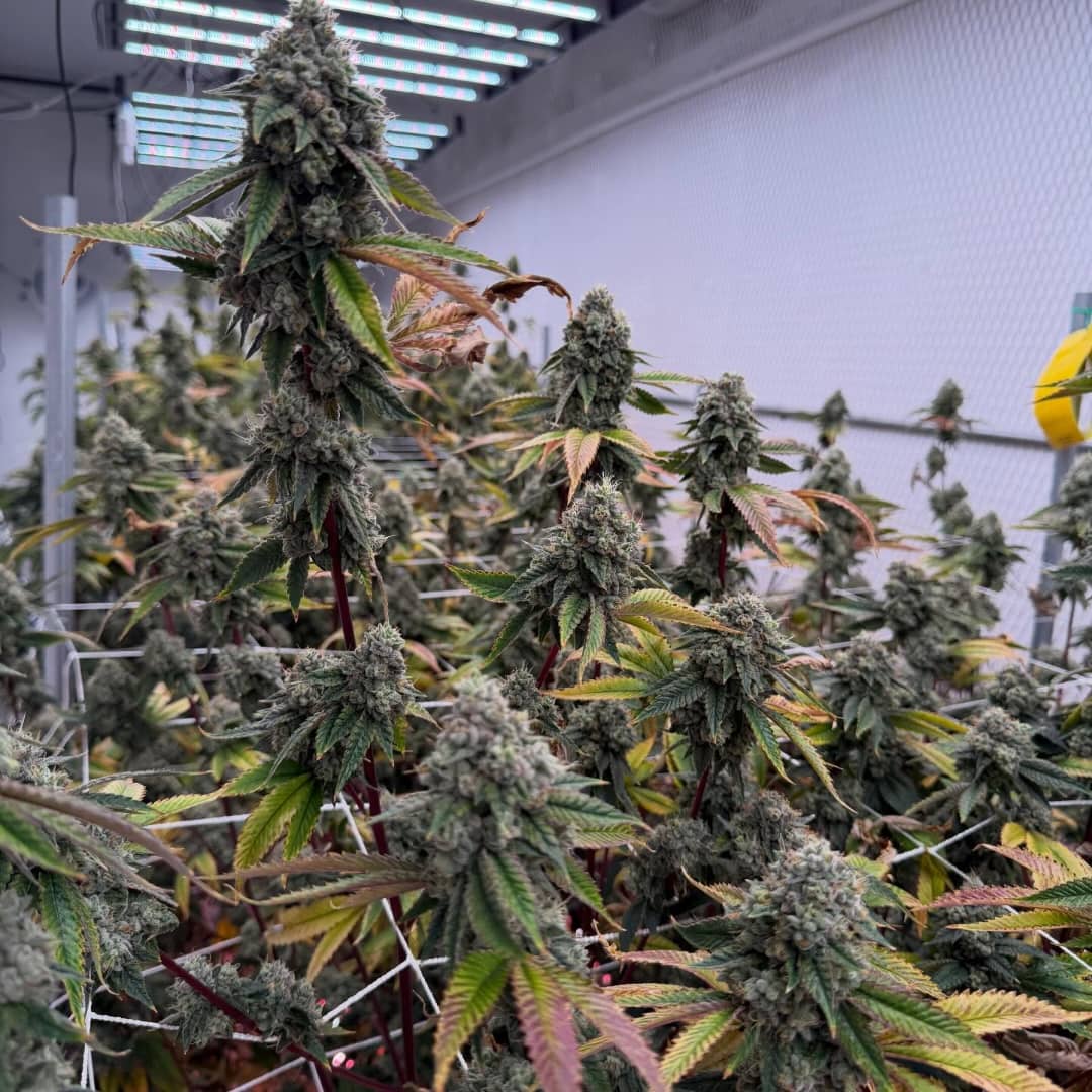 BTY OG (Better Than Your OG) - Image 2
