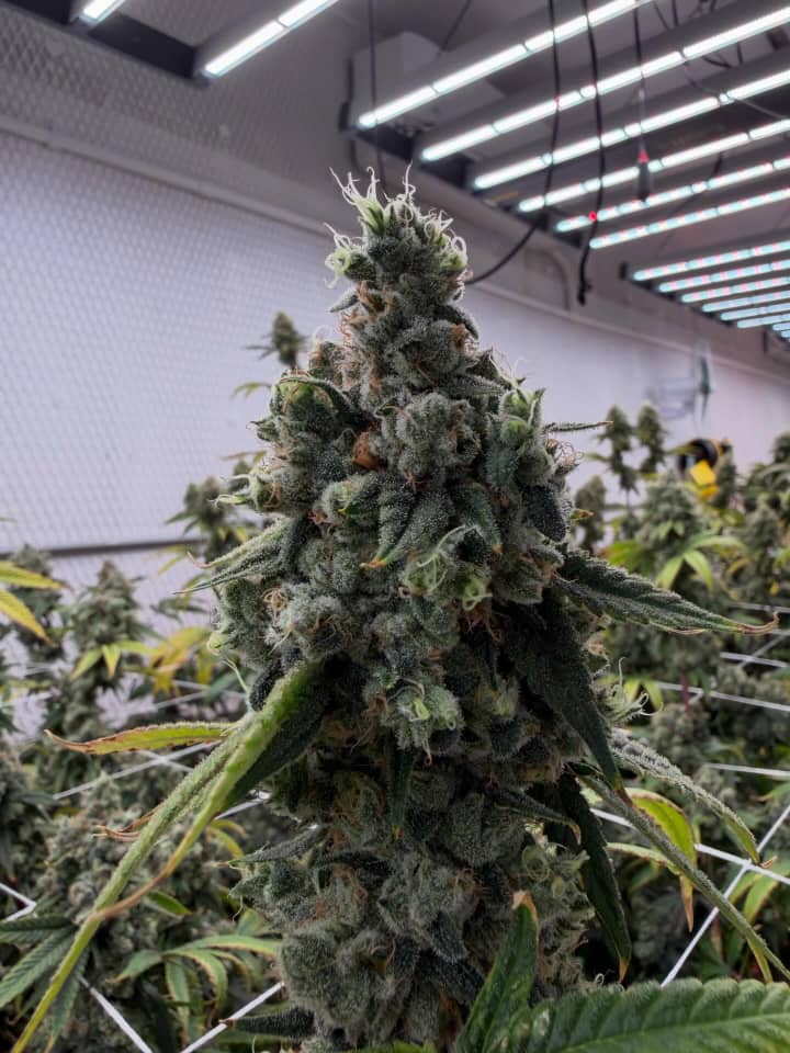 Mother’s Milk #3 (Nepali OG x Appalachia)