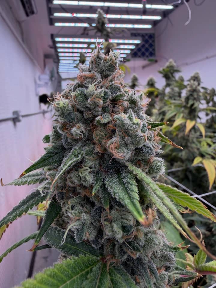 Mother’s Milk #3 (Nepali OG x Appalachia)