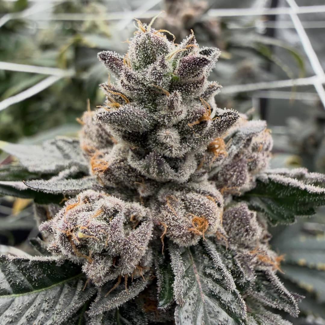 Super Buff Cherry (Super Boof x Tropicanna Cherry)