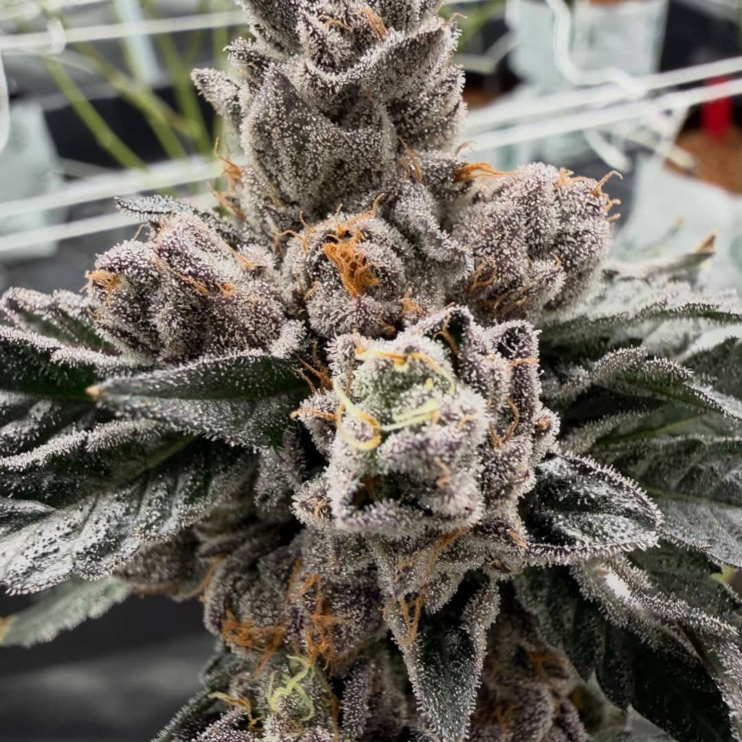 Super Buff Cherry (Super Boof x Tropicanna Cherry)