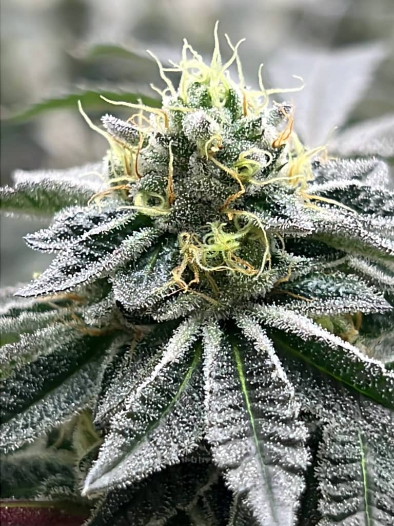 Crunch Berriez ((Gassius Clay x Billy Kimber) x Sweet Retreat)