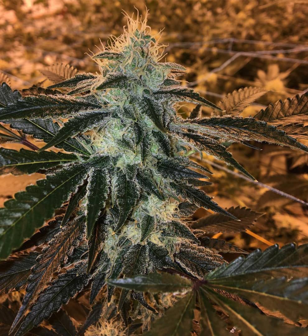 Forum Cookies