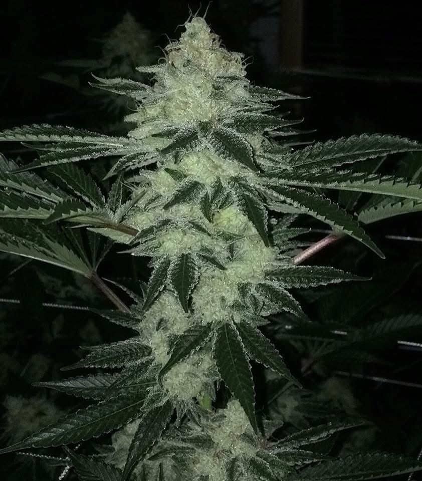 CHeM4