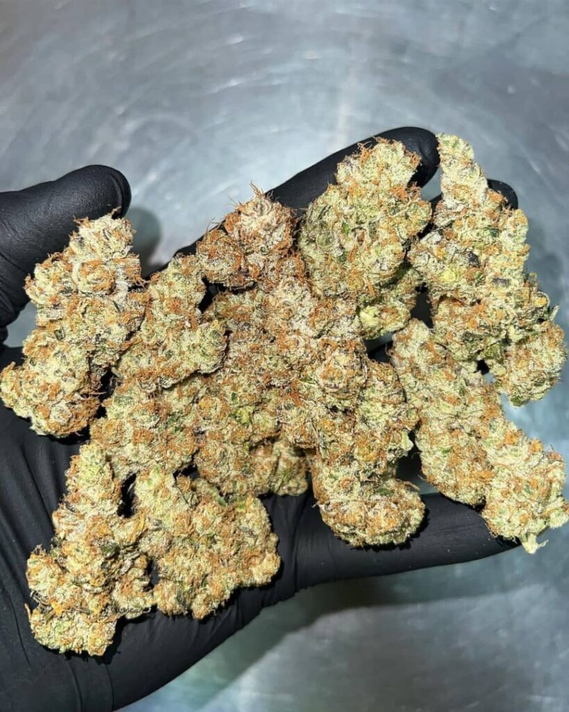 GMO Strain
