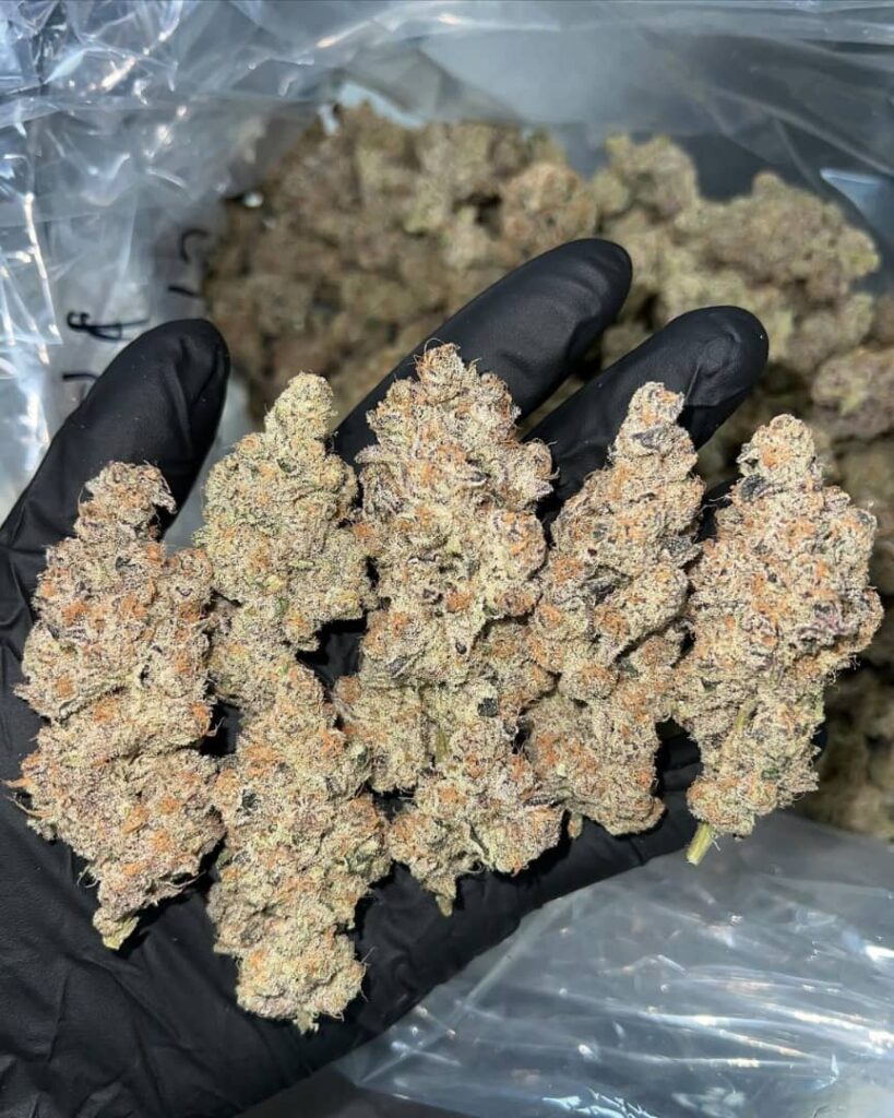 /platinum-lemon-cherry/
