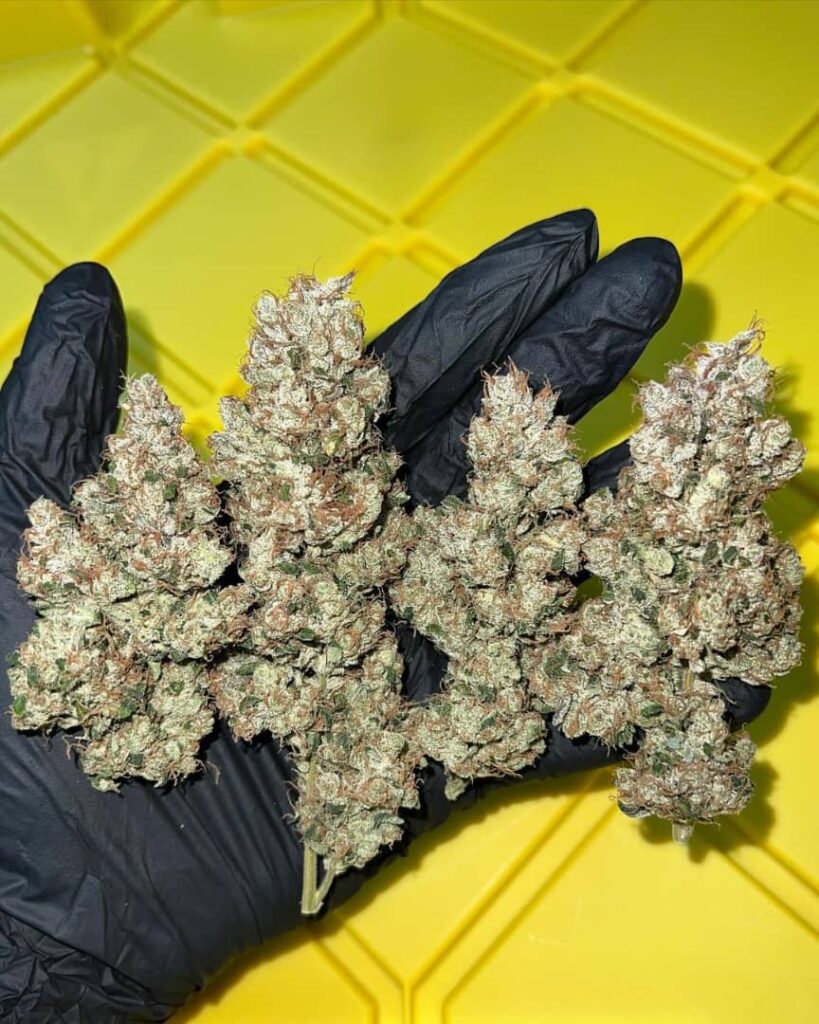 /sour-diesel-strain/