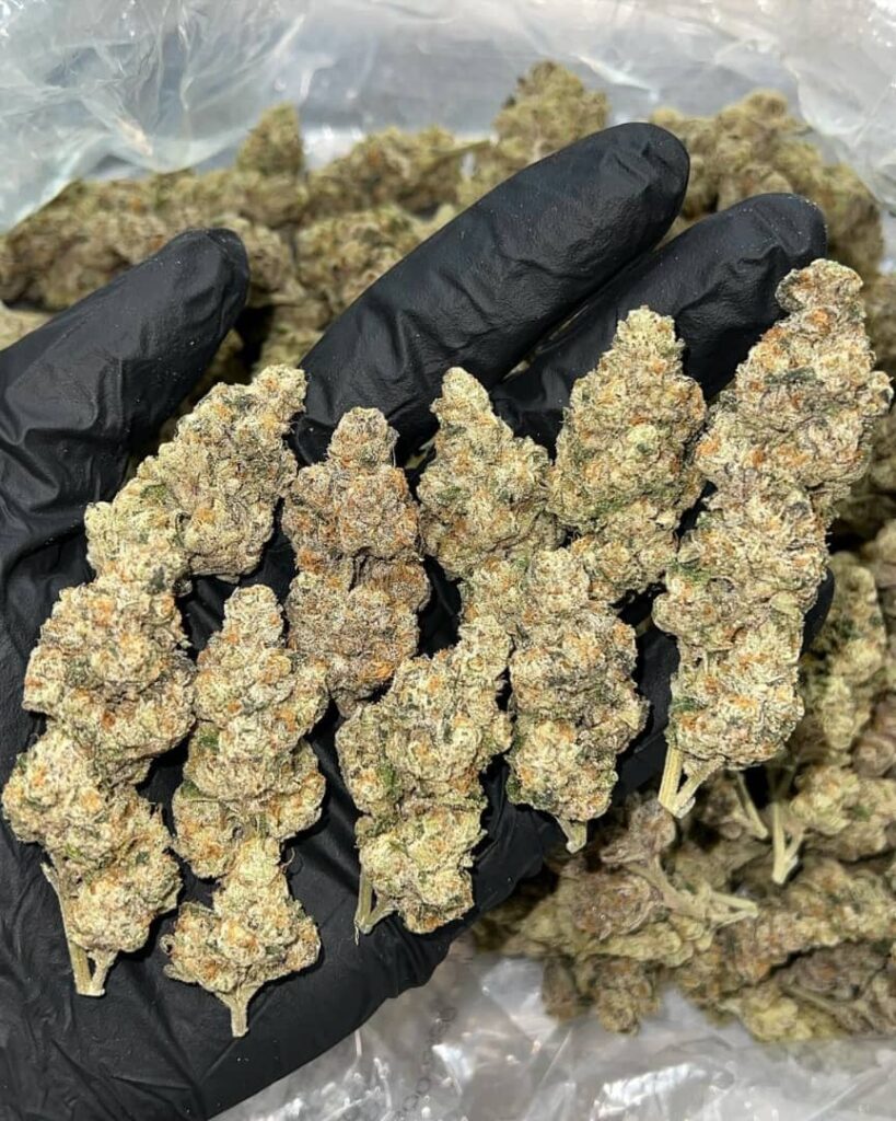 /white-iverson-strain/