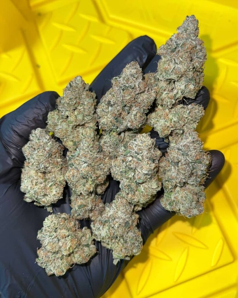 /malibu-pure-kush-strain/