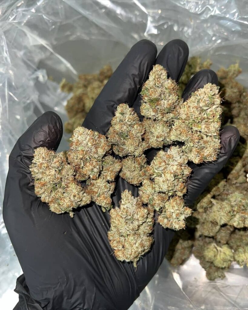 /92-og-strain/