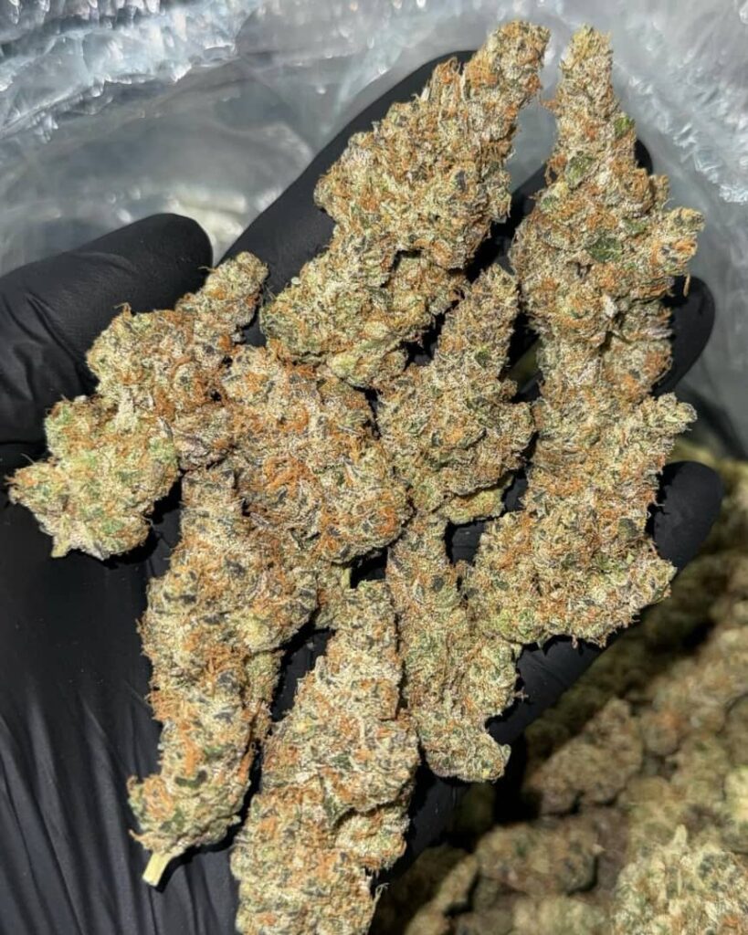 /hash-burger-strain/