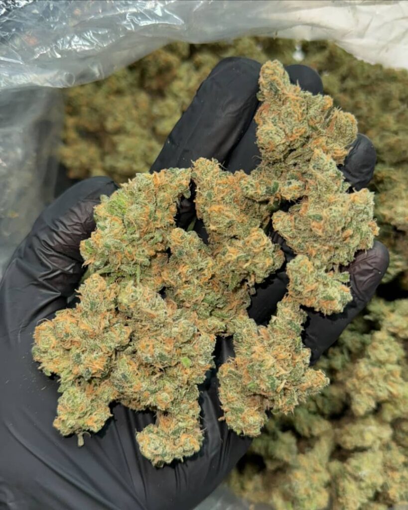 /charlies-dream-strain/
