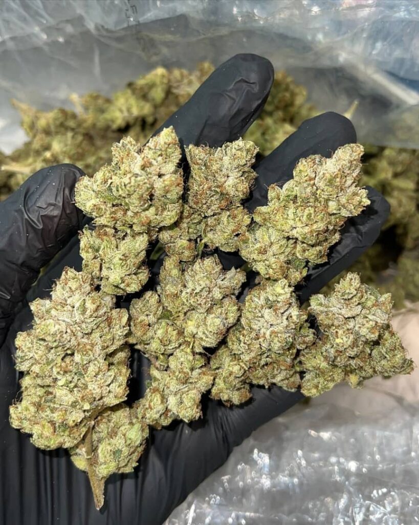 Motorbreath 15 Strain