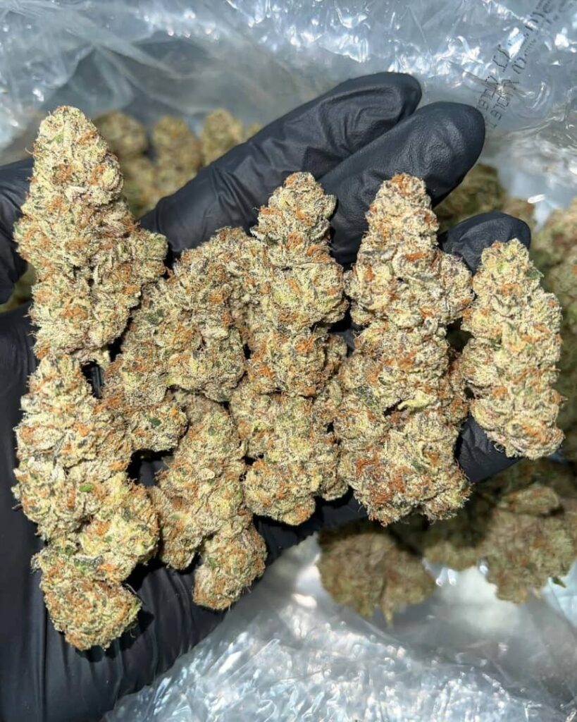 /masterpiece-og-strain