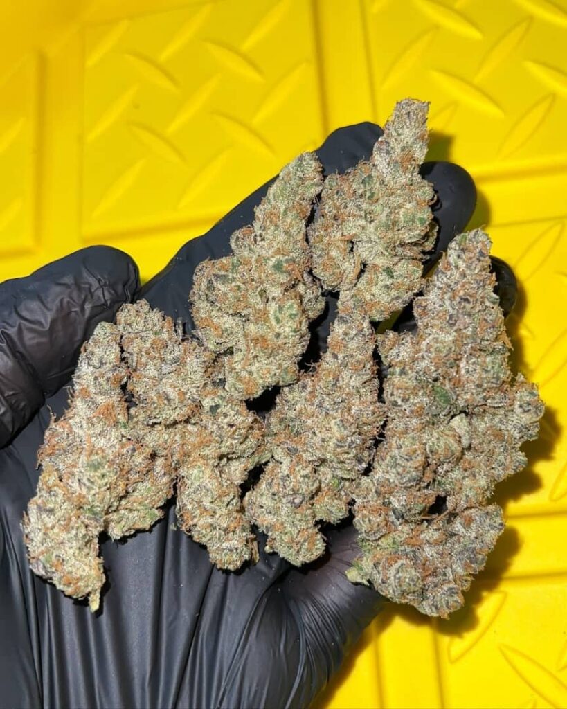 /durban-poison-strain