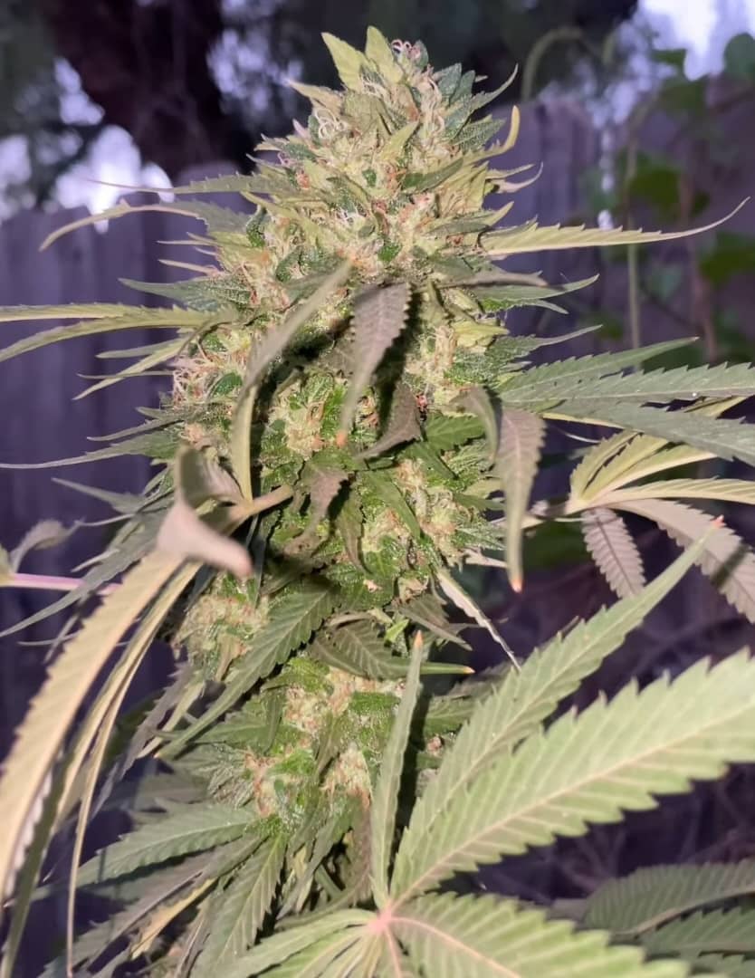 Creeper Haze (Feminized)