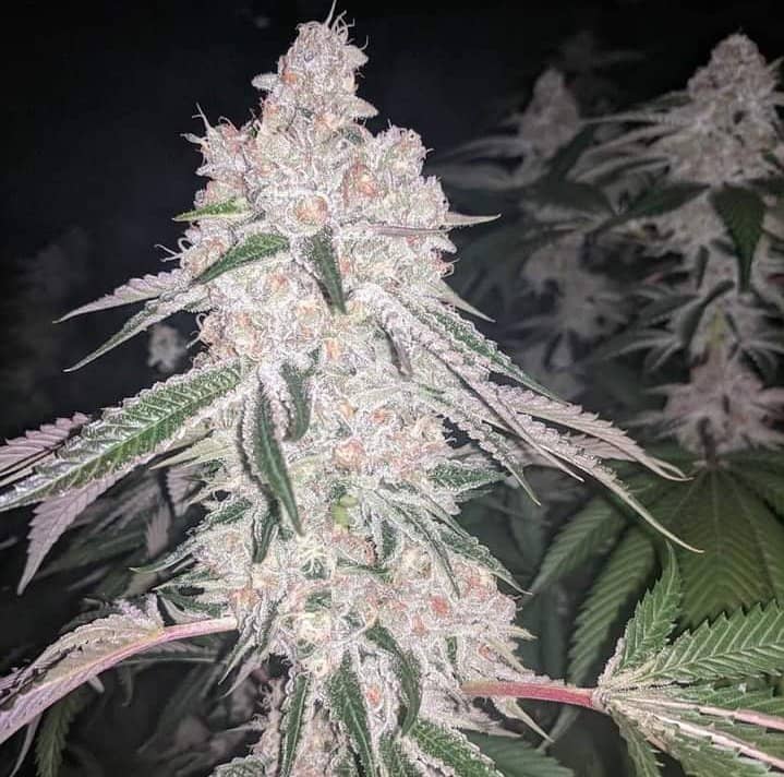 Frosted Cherry (Feminized)