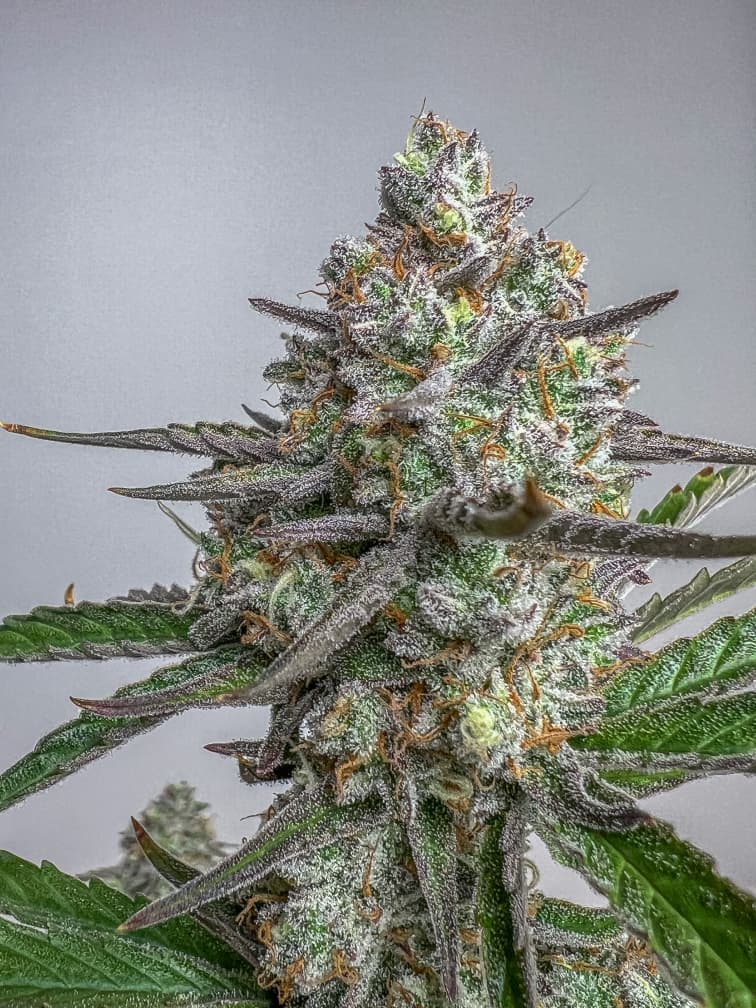 Gorilla Cookies Auto (Feminized)