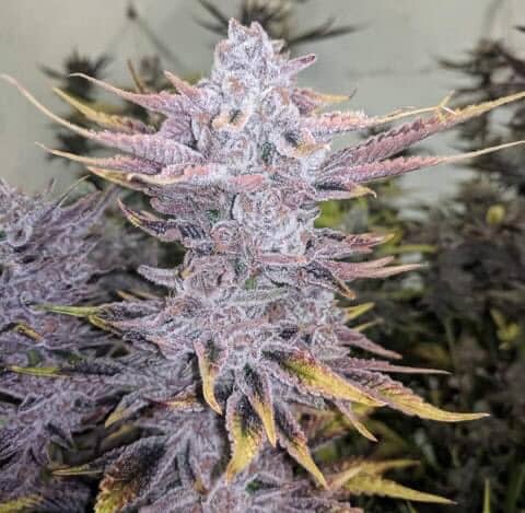 Garlic Breath (Regular Seeds)