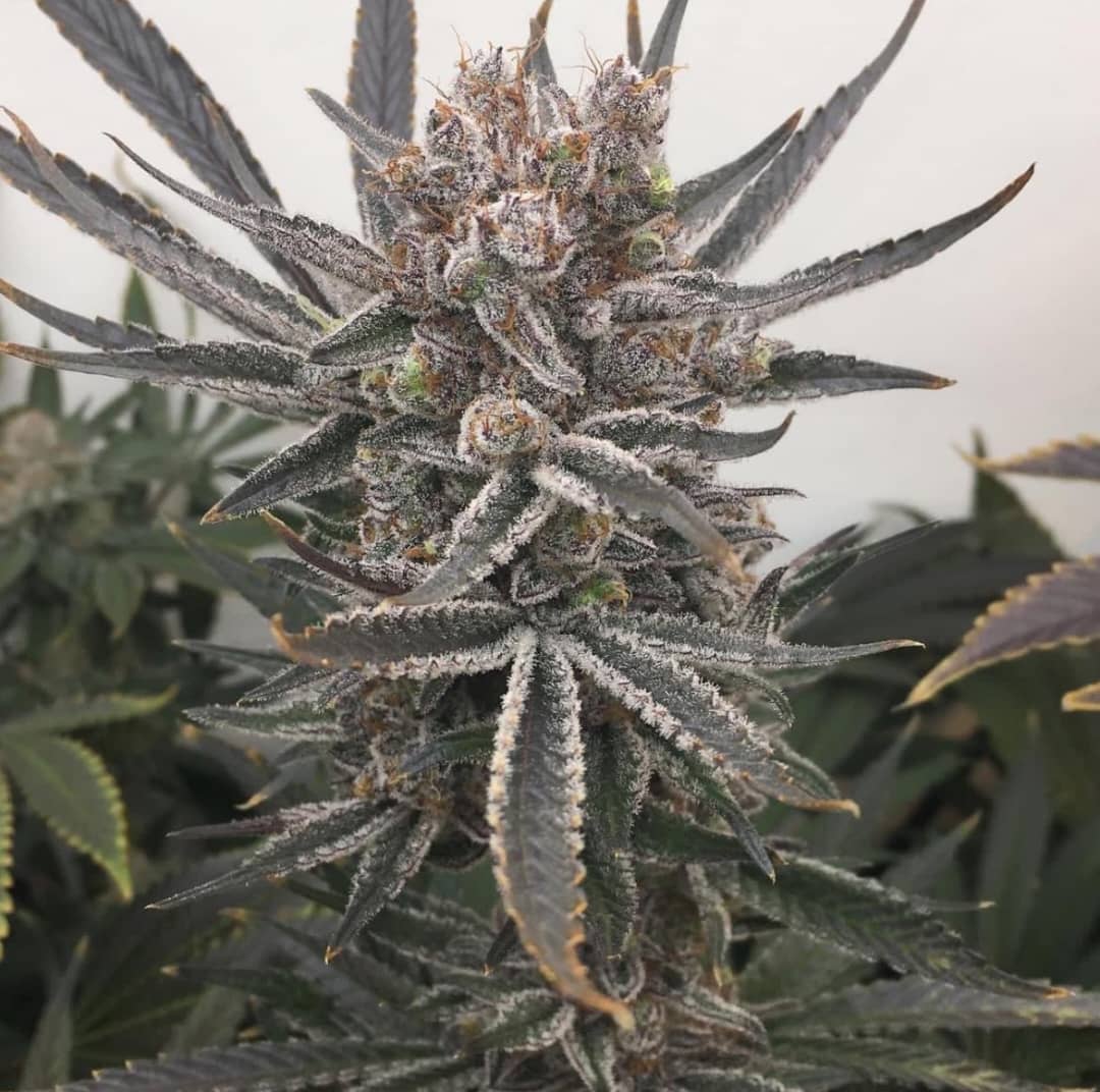 Blackberry Moonshine (Regular Seeds)