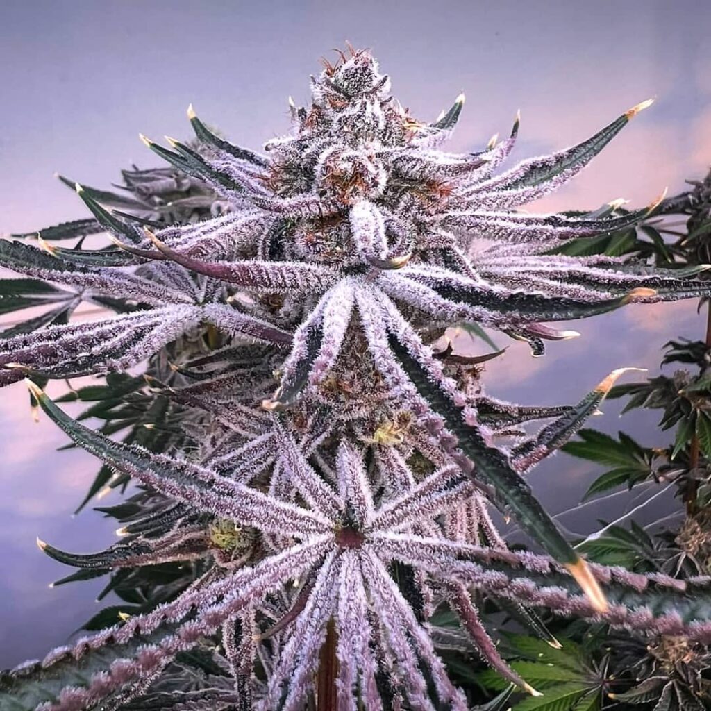 Permanent Marker (Regular Seeds)
