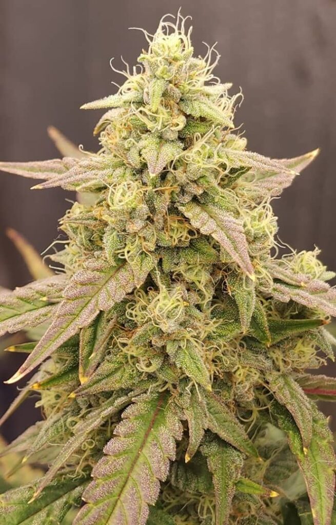 Marathon OG Auto (Feminized)