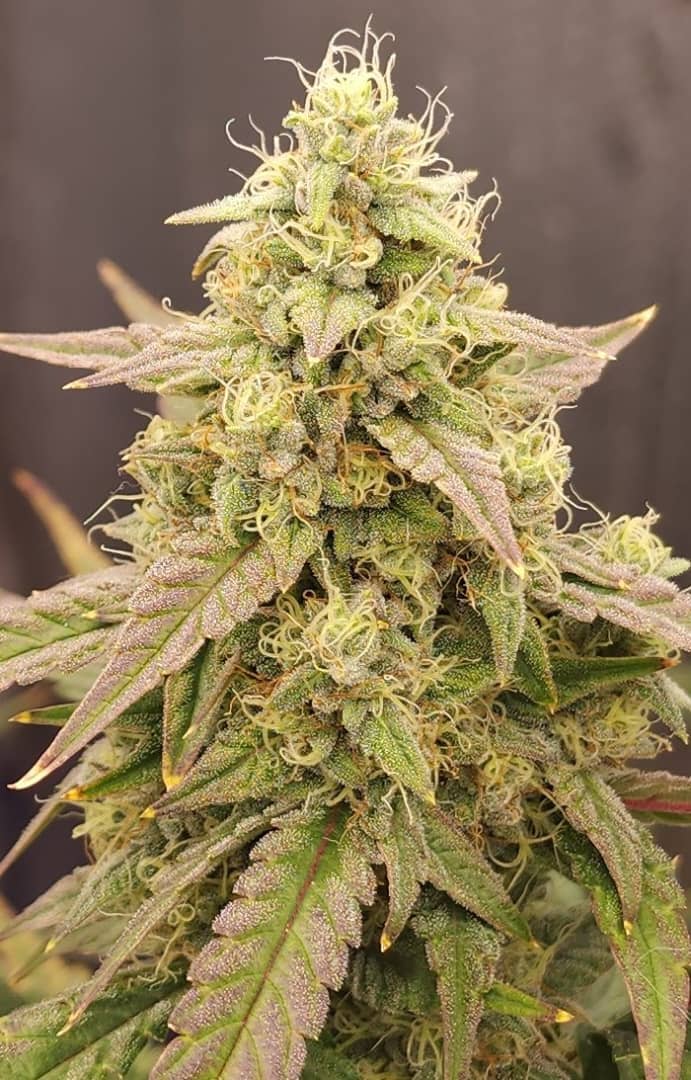 Marathon OG Auto (Feminized)