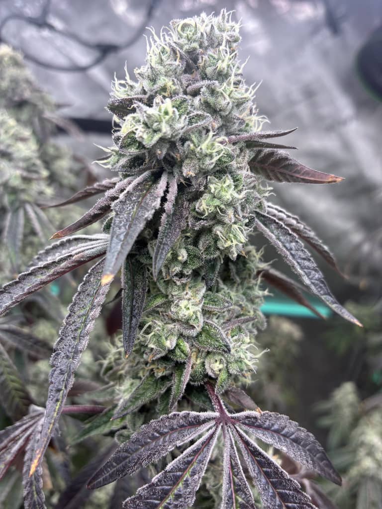 Marathon OG Auto (Feminized)