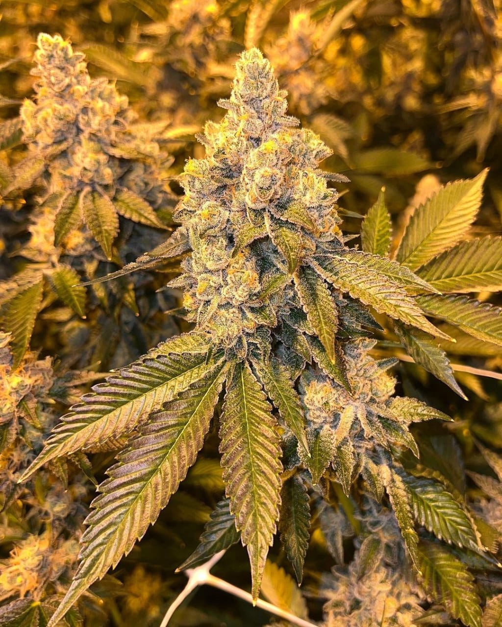 /cognac-black-clones/