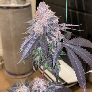 /crunch-berries-clones/