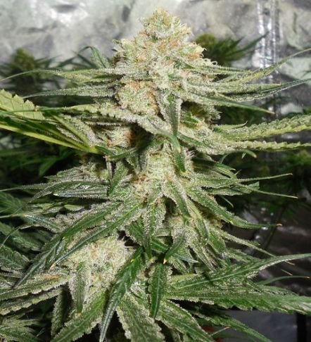 Iced 'n' Graped (Feminized)