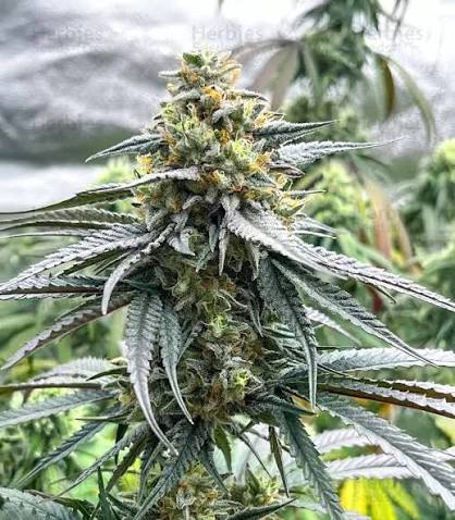 Jelly Donutz Auto (Feminized)