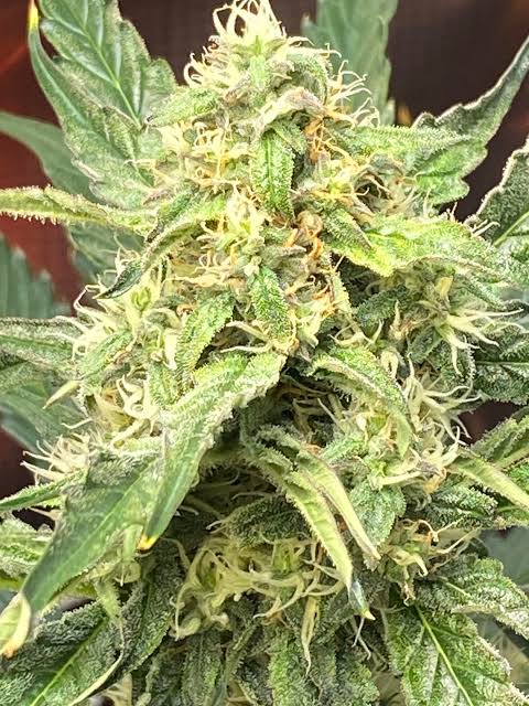 Fatso (Regular Seeds)